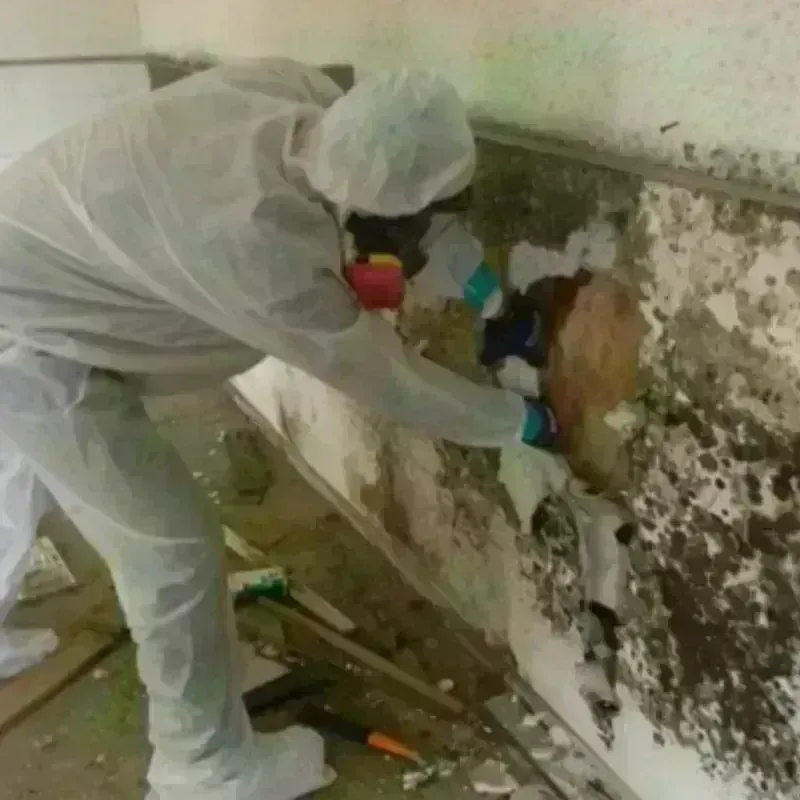 Mold Remediation and Removal in Dickson City, PA